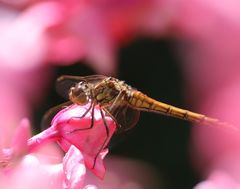 Sympetrum vulgatum
