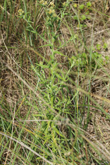 Pseudognaphalium undulatum