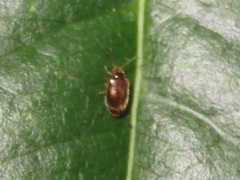 Contacyphon palustris
