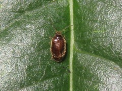 Contacyphon palustris