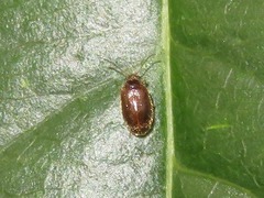 Contacyphon palustris