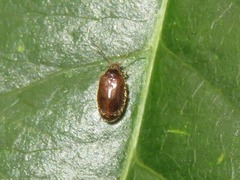 Contacyphon palustris