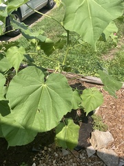 Abutilon theophrasti