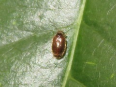 Contacyphon palustris