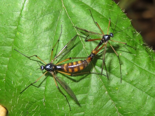 white-legged cranefly, photo 4 of 7