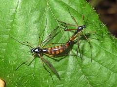 Ptychoptera albimana