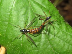 Ptychoptera albimana
