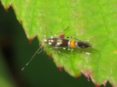 Cosmopterix zieglerella