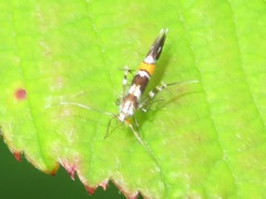 Cosmopterix zieglerella