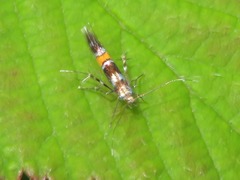 Cosmopterix zieglerella