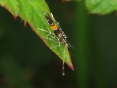 Cosmopterix zieglerella