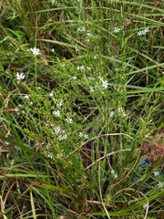 Lythrum lineare