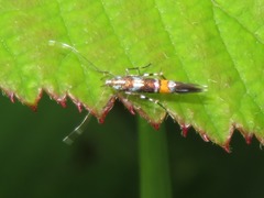 Cosmopterix zieglerella