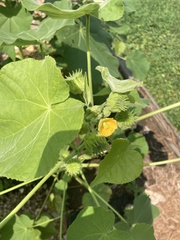 Abutilon theophrasti