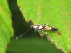Cosmopterix zieglerella