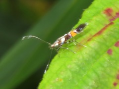 Cosmopterix zieglerella