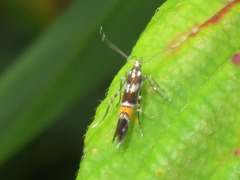 Cosmopterix zieglerella