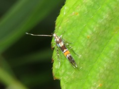 Cosmopterix zieglerella