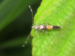 Cosmopterix zieglerella
