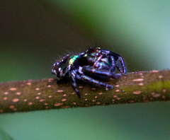 Parnaenus