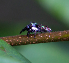 Parnaenus