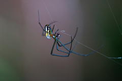 Leucauge argyra