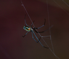 Leucauge argyra