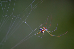 Leucauge argyra