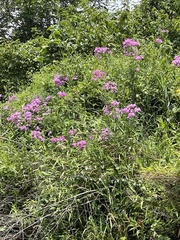 Phlox carolina