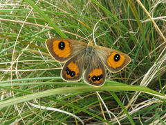 Argyrophenga antipodum