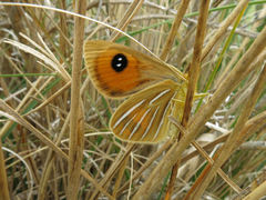 Argyrophenga antipodum