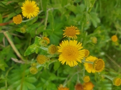 Pulicaria dysenterica