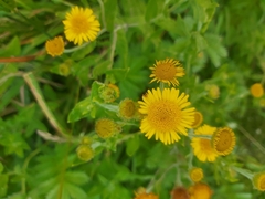 Pulicaria dysenterica