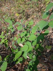 Cotoneaster melanocarpus