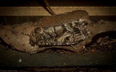 Spodoptera umbraculata