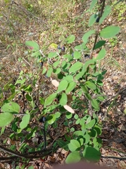 Cotoneaster melanocarpus