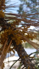 Arceuthobium vaginatum cryptopodum