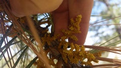 Arceuthobium vaginatum cryptopodum