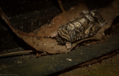 Spodoptera umbraculata