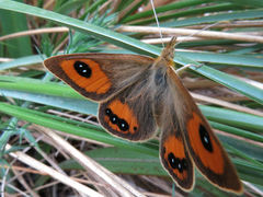 Argyrophenga antipodum