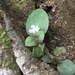 Spreading False Pimpernel - Photo (c) Jared Shorma, some rights reserved (CC BY), uploaded by Jared Shorma
