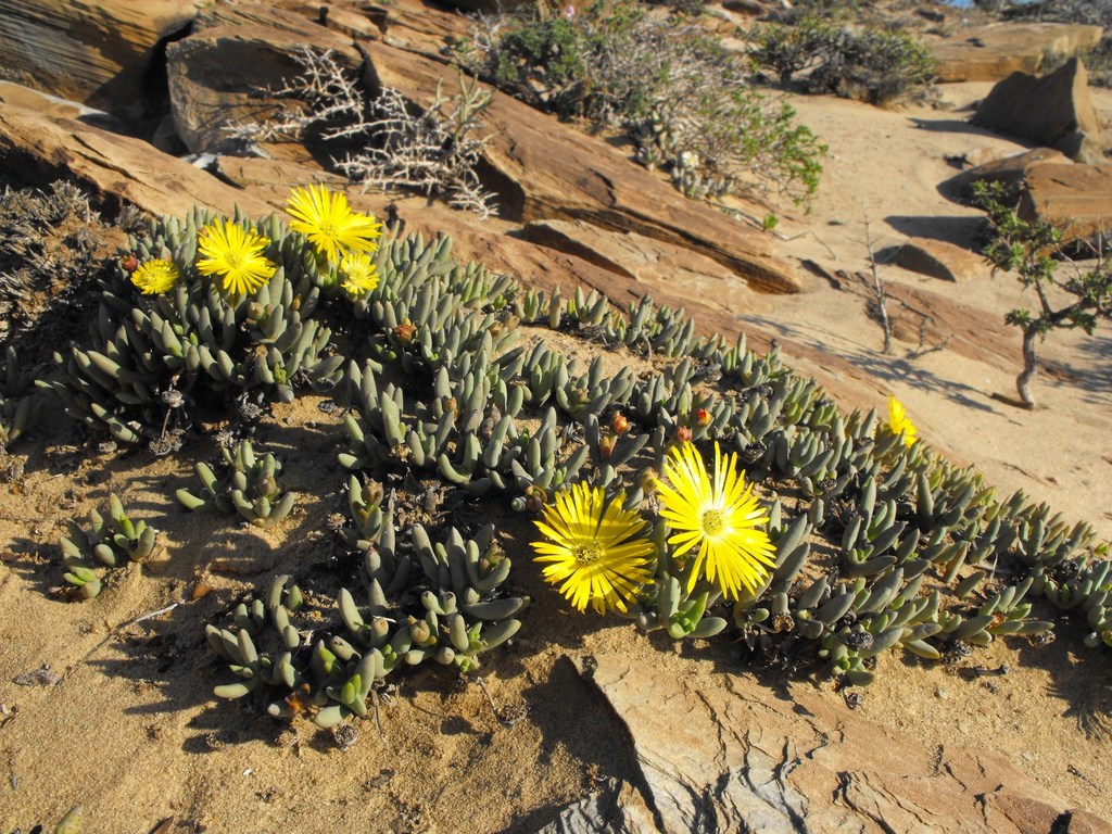 Cephalophyllum ebracteatum