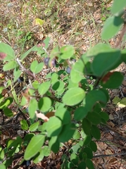 Cotoneaster melanocarpus
