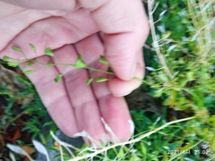 Capsella bursa-pastoris