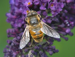 Eristalis tenax