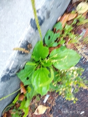 Plantago major