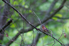Fringilla coelebs