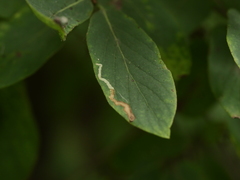 Aulagromyza cornigera