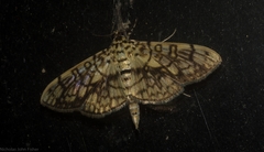 Haritalodes obliqualis