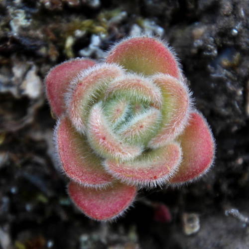 Aichryson villosum (Aiton) Webb & Berthel.